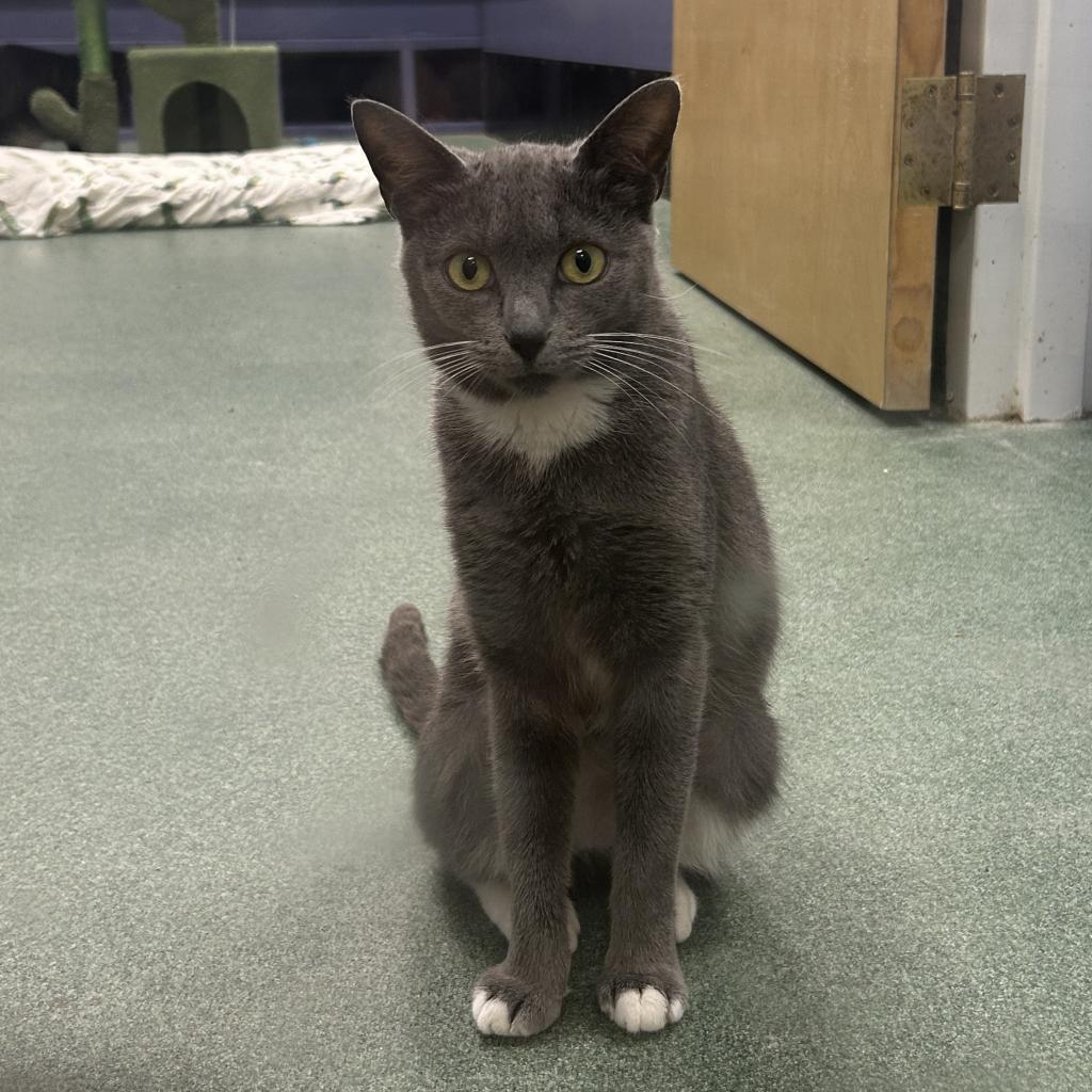 Enlarge Lauretta, a Adoptable Domestic Short Hair in Lindenwold, NJ image 1/3