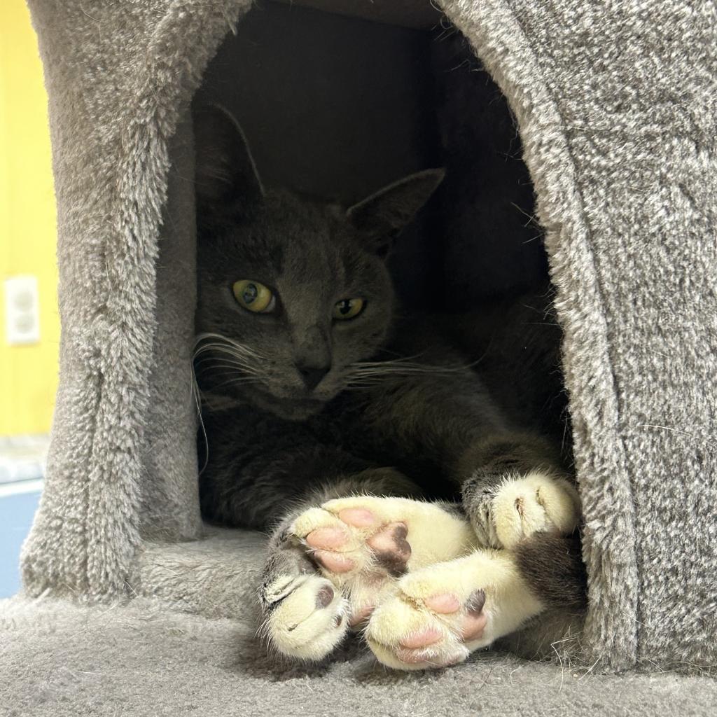 Lauretta, a Adoptable Domestic Short Hair in Lindenwold, NJ image 1/3