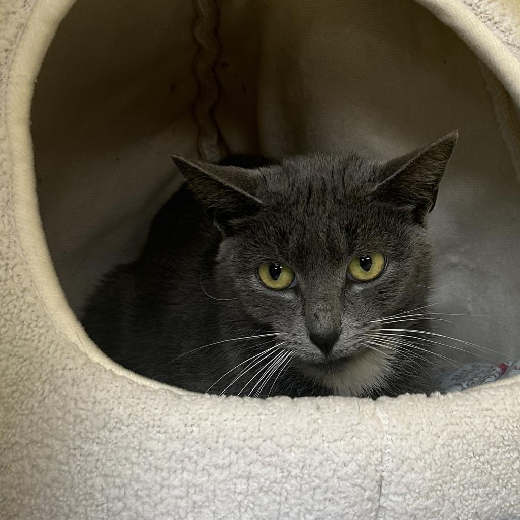 Lauretta, a Adoptable Domestic Short Hair in Lindenwold, NJ image 2/3