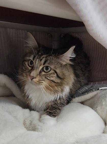 Jack, Adoptable, Kitten Male Domestic Long Hair & Domestic Short Hair.