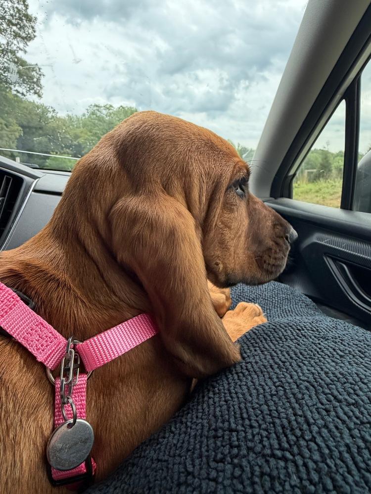 Enlarge Opal, a Adoptable Bloodhound in Troy, VA image 1/4