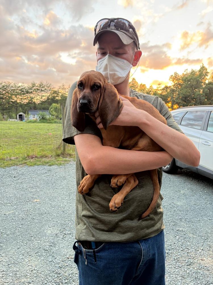Enlarge Opal, a Adoptable Bloodhound in Troy, VA image 2/4
