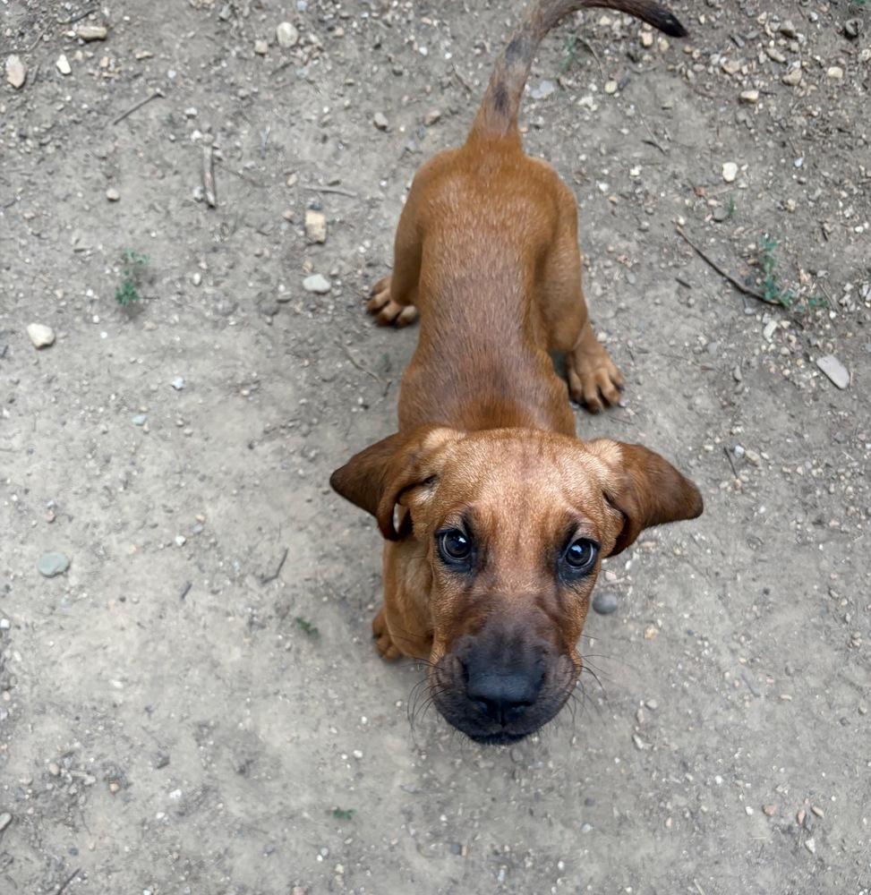 Enlarge Opal, a Adoptable Bloodhound in Troy, VA image 3/4