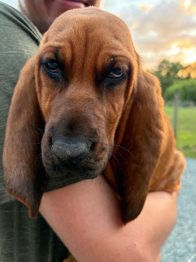 Enlarge Opal, a Adoptable Bloodhound in Troy, VA image 4/4