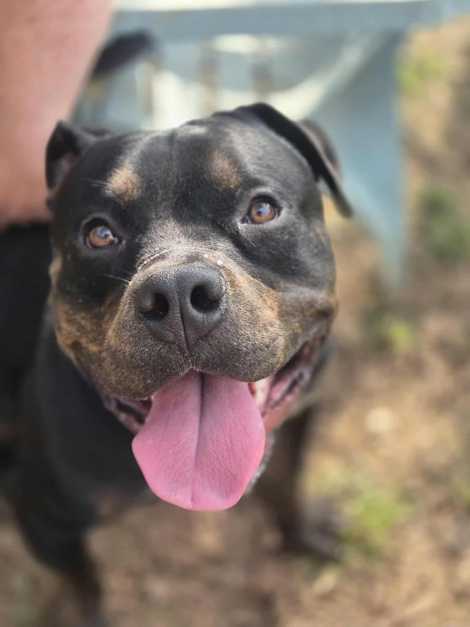 Bennett, a Adoptable mixed breed in Dover, AR image 2/6