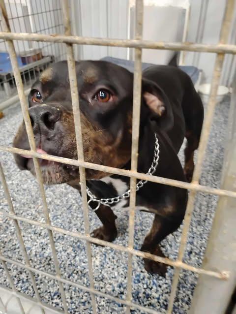 Bennett, a Adoptable mixed breed in Dover, AR image 2/6