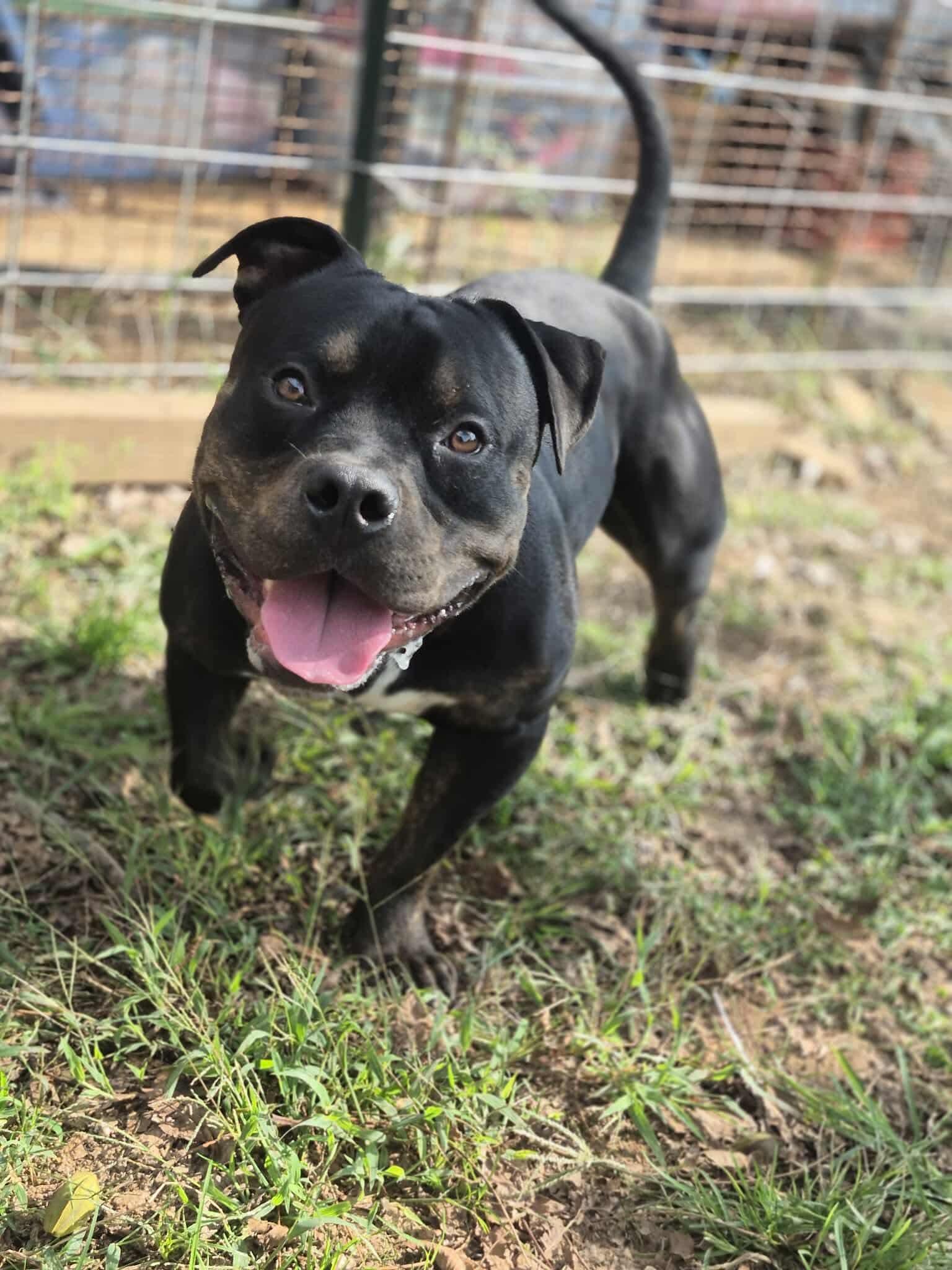 Bennett, a Adoptable mixed breed in Dover, AR image 3/6