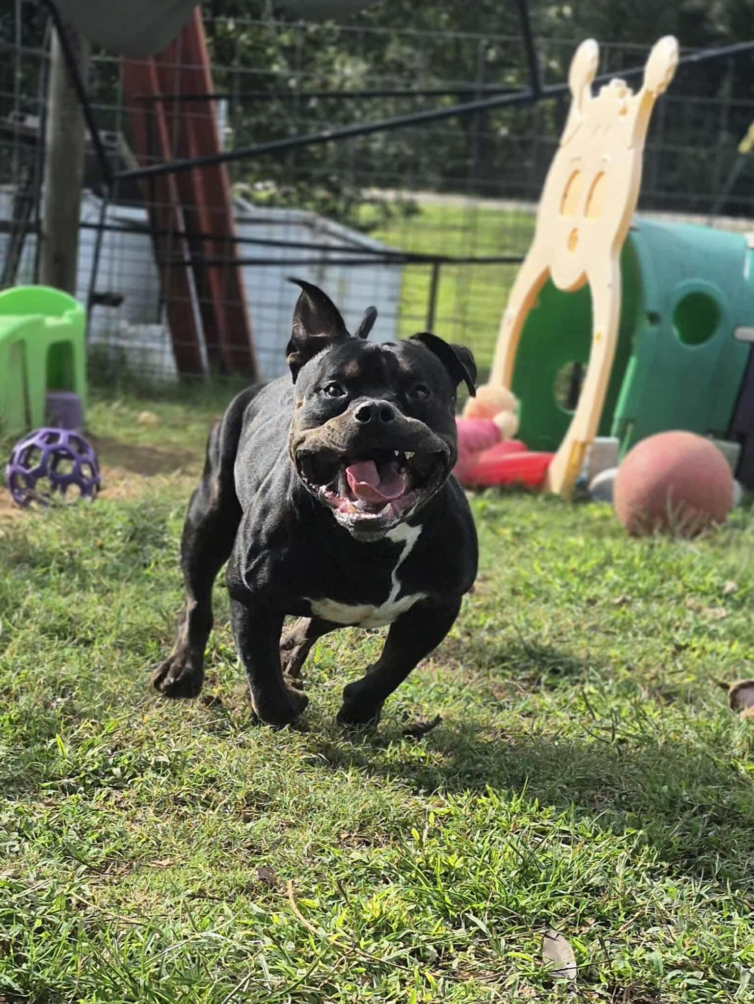 Bennett, a Adoptable mixed breed in Dover, AR image 4/6