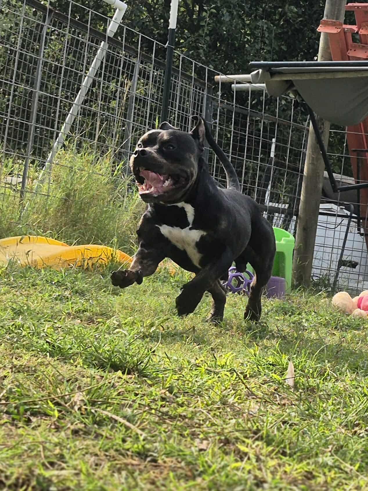 Bennett, a Adoptable mixed breed in Dover, AR image 6/6