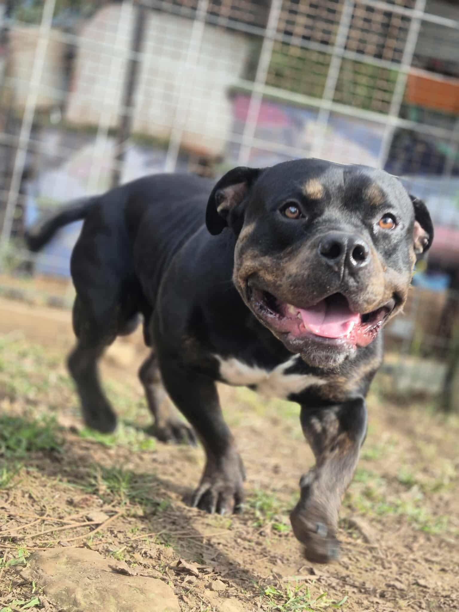 Bennett, a Adoptable mixed breed in Dover, AR image 6/6