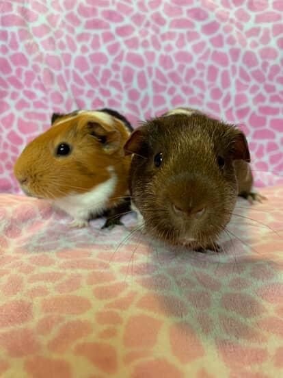 Enlarge Abe, a Adopted Short-Haired in Chickasha, OK image 1/6