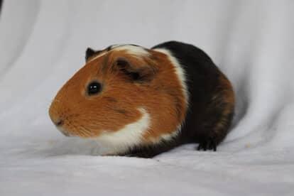 Enlarge Abe, a Adopted Short-Haired in Chickasha, OK image 2/6