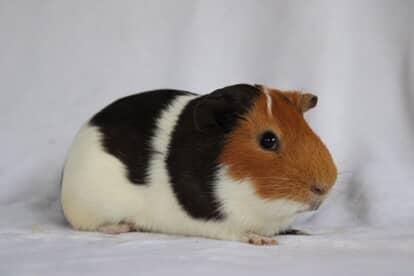 Enlarge Abe, a Adopted Short-Haired in Chickasha, OK image 3/6