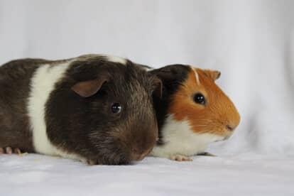 Enlarge Abe, a Adopted Short-Haired in Chickasha, OK image 4/6