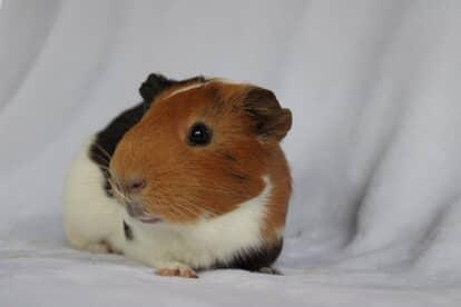 Abe, Adult Male unknown