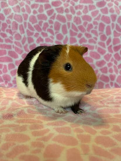 Enlarge Abe, a Adopted Short-Haired in Chickasha, OK image 6/6