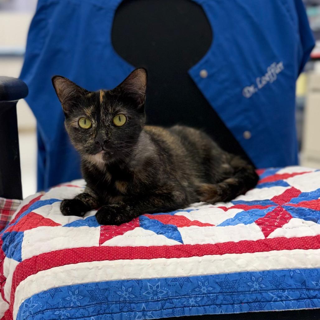 Enlarge Tessa,Subie&Tanner, a Adoptable Domestic Short Hair in Portage, MI image 1/1