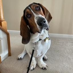 Enlarge Bailey, an adopted Basset Hound in O'Fallon, MO image 1/5