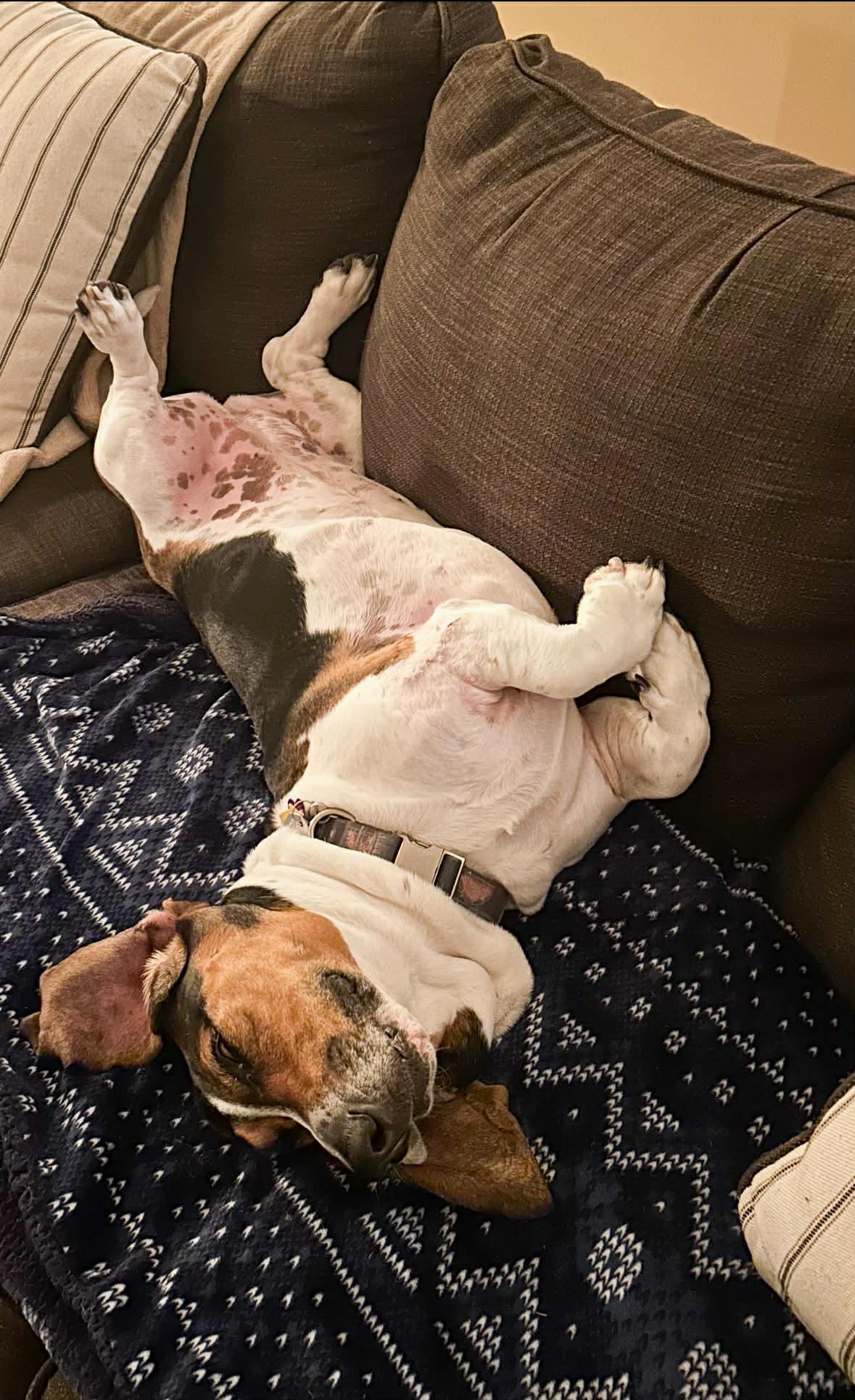 Enlarge Bailey, an adopted Basset Hound in O'Fallon, MO image 4/5