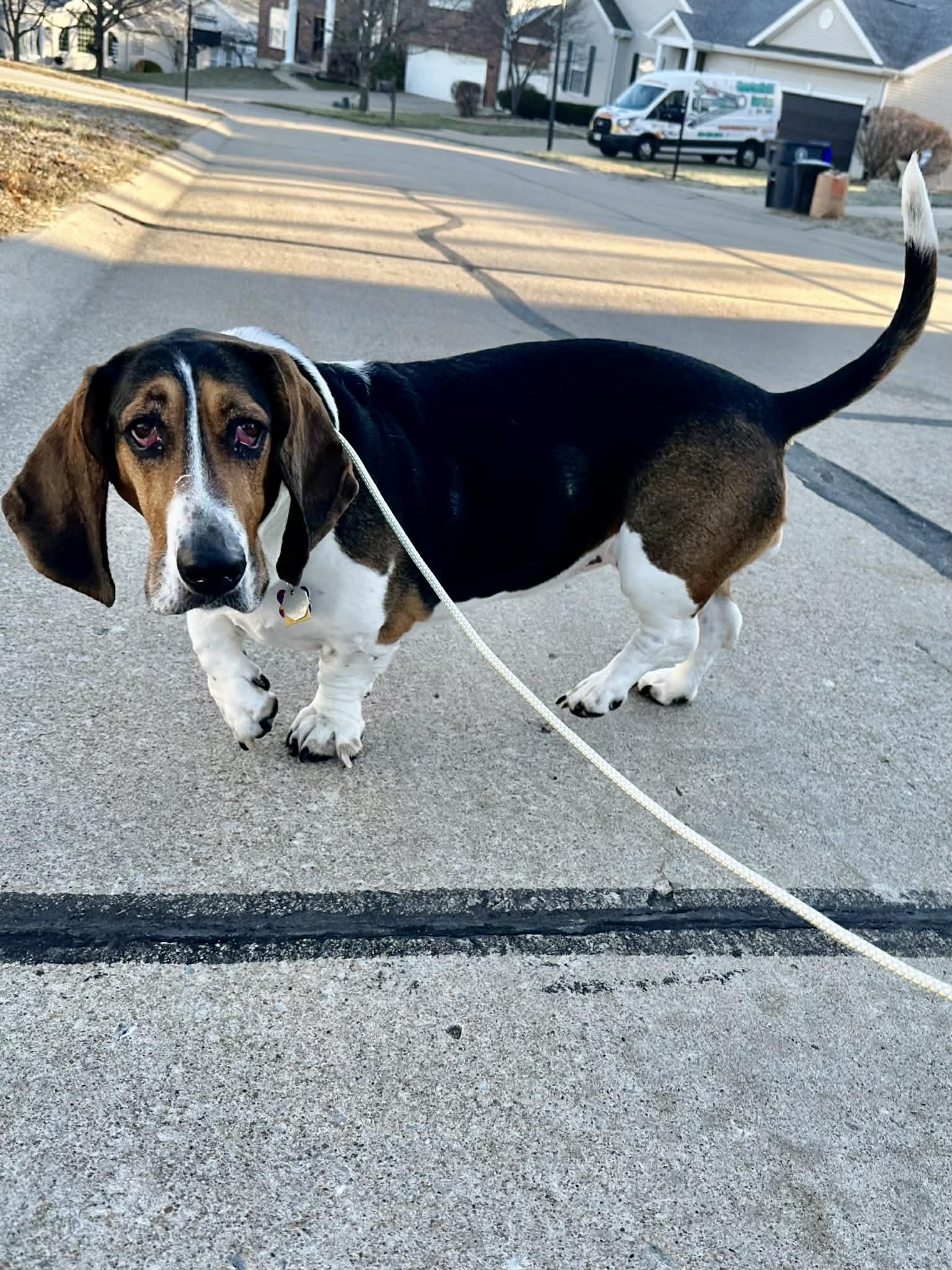 Enlarge Bailey, an adopted Basset Hound in O'Fallon, MO image 3/5