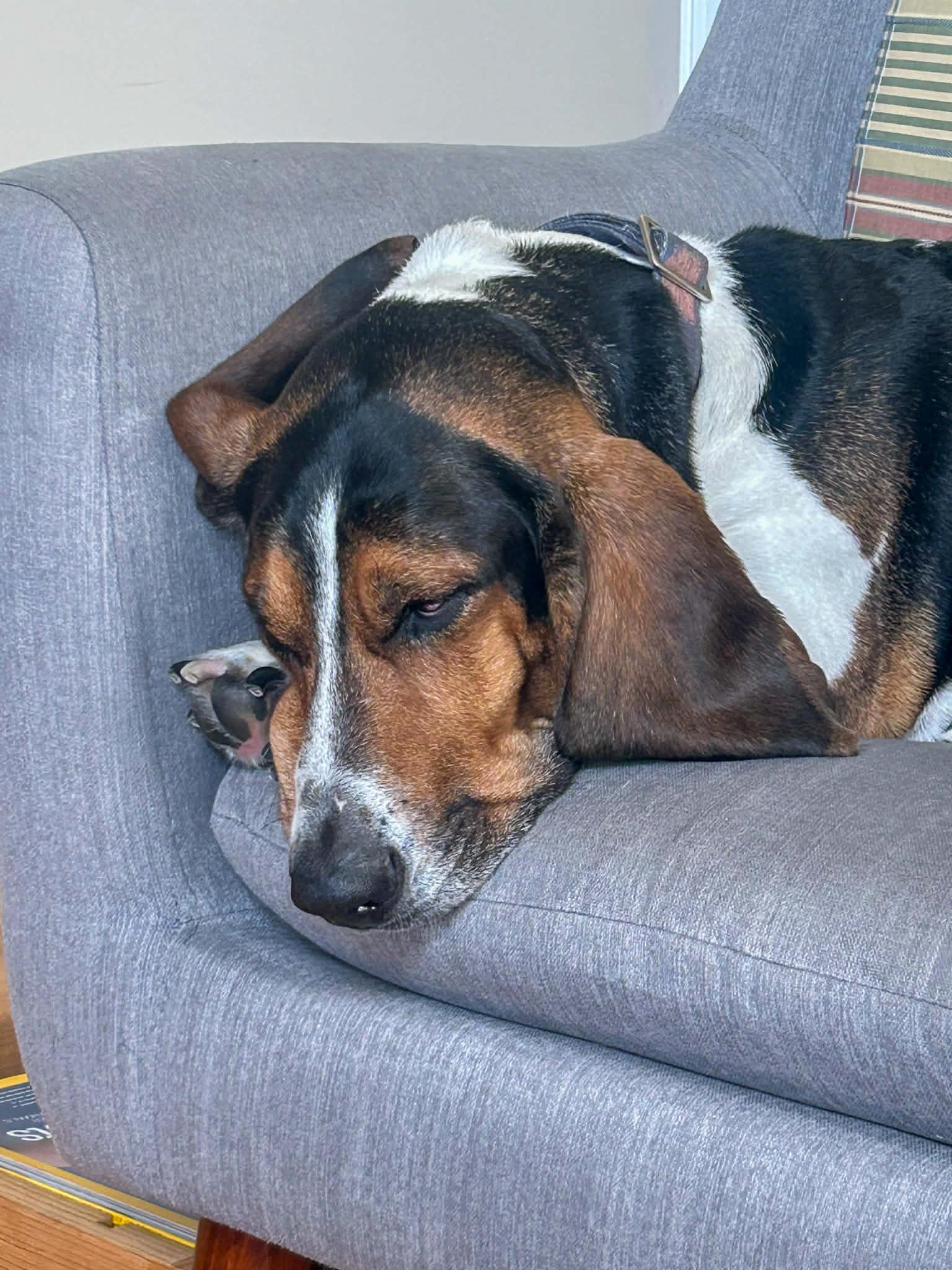 Enlarge Bailey, an adopted Basset Hound in O'Fallon, MO image 5/5