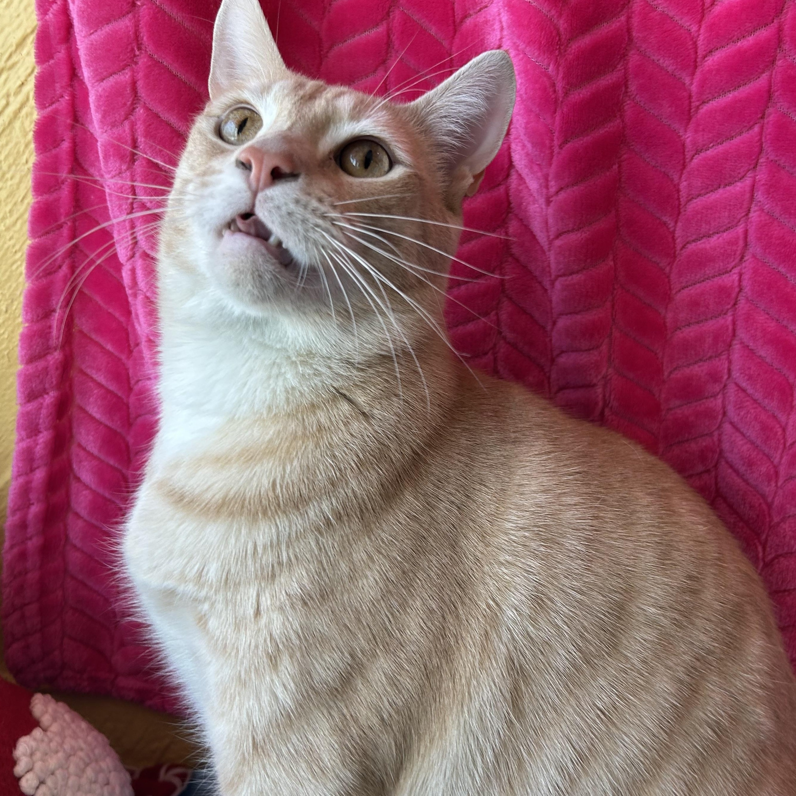 Enlarge ShamWow, a Adoptable mixed breed in Madison Heights, MI image 3/4