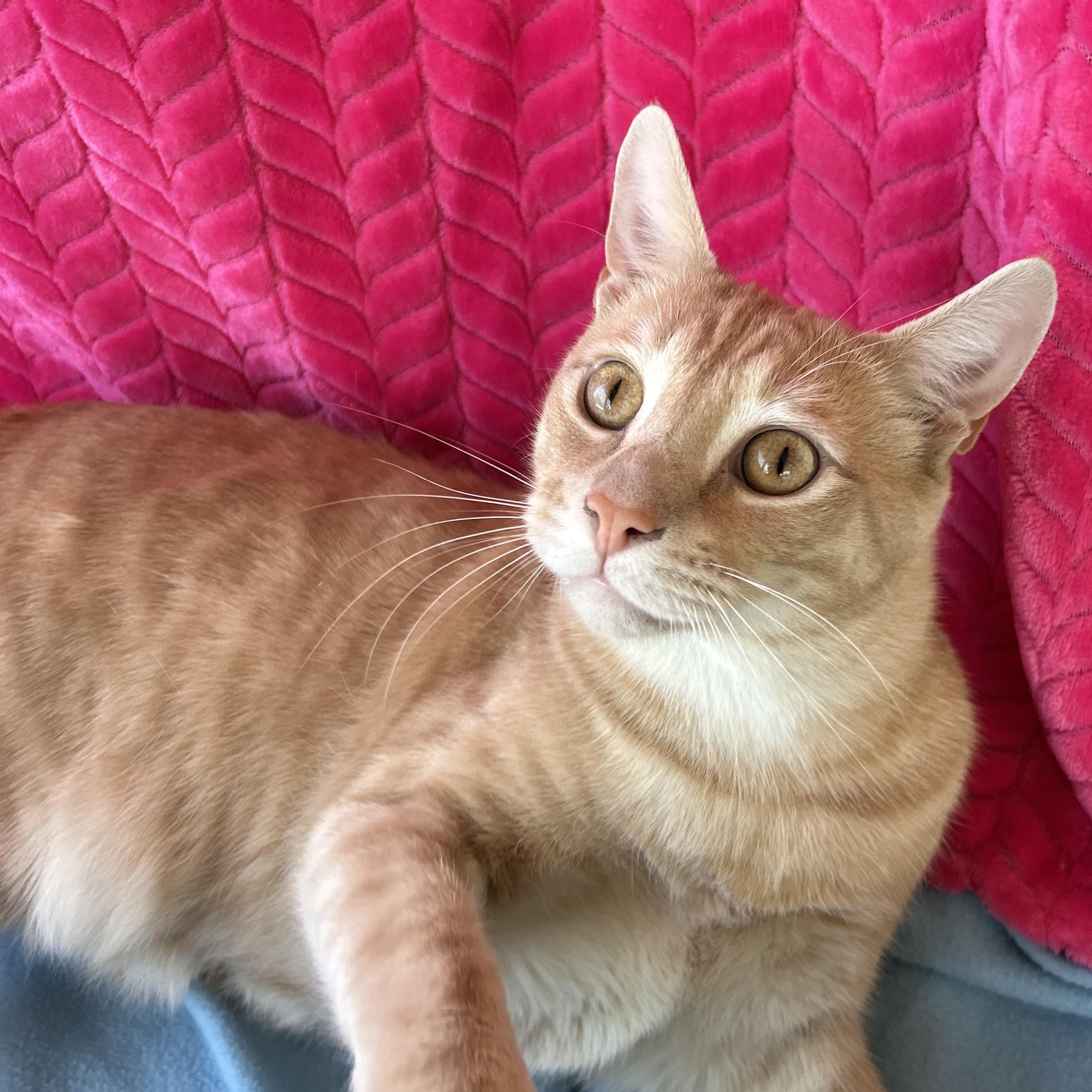 ShamWow, Adoptable, Adult Male Domestic Short Hair & Tabby.