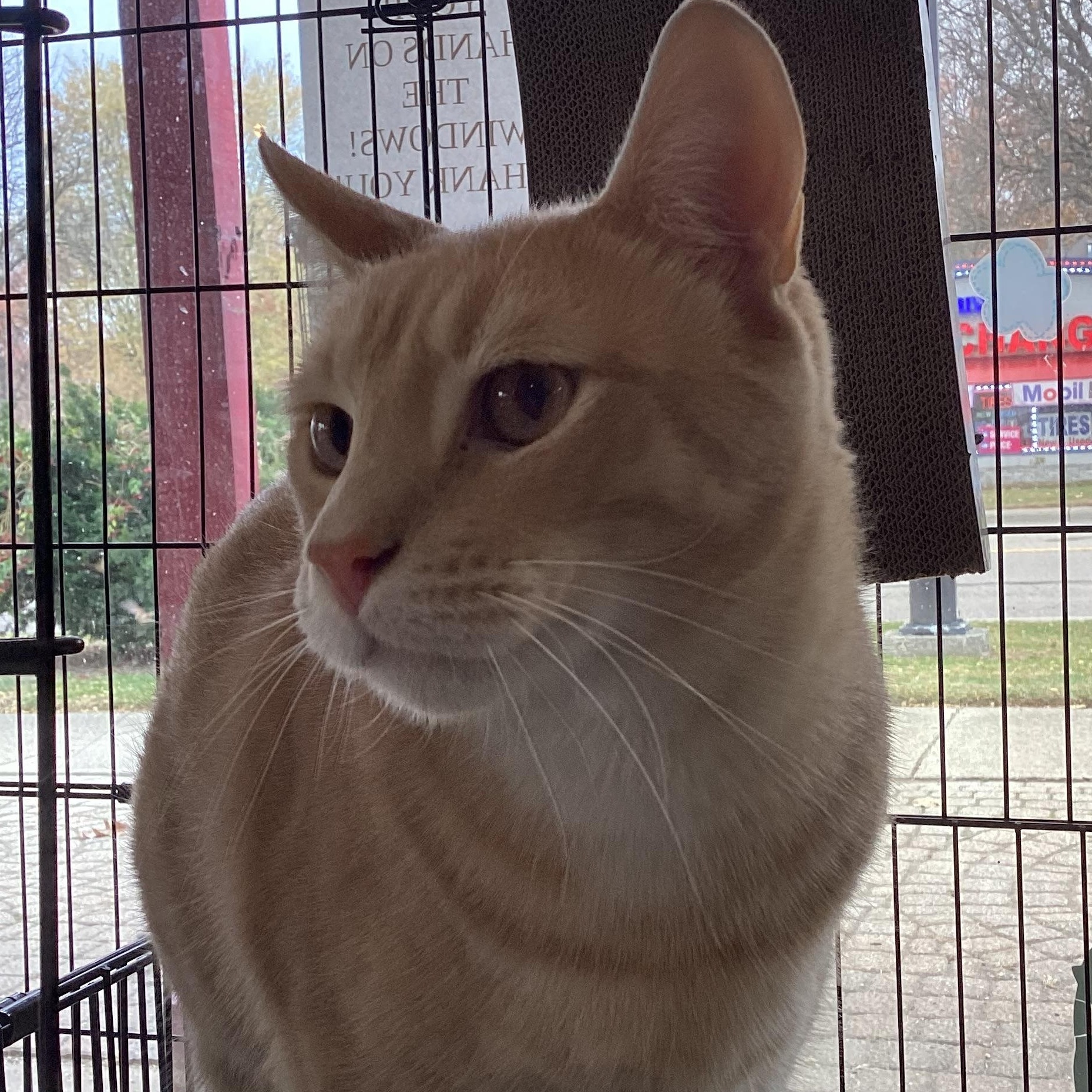 Enlarge ShamWow, a Adoptable mixed breed in Madison Heights, MI image 2/2