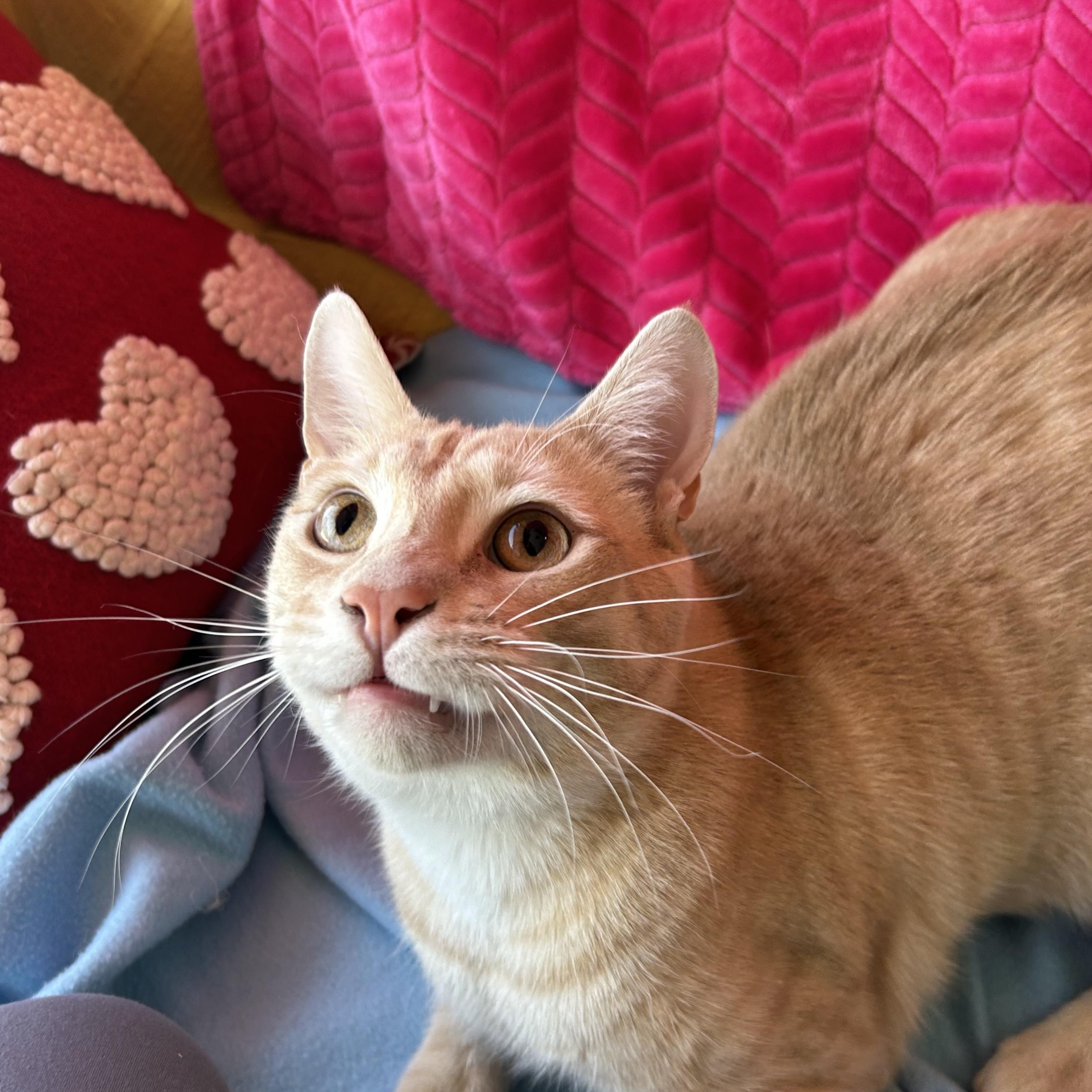 Enlarge ShamWow, a Adoptable mixed breed in Madison Heights, MI image 2/4