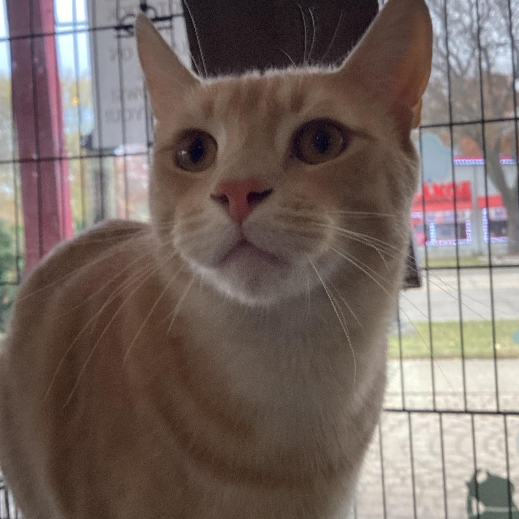 Enlarge ShamWow, a Adoptable mixed breed in Madison Heights, MI image 1/2