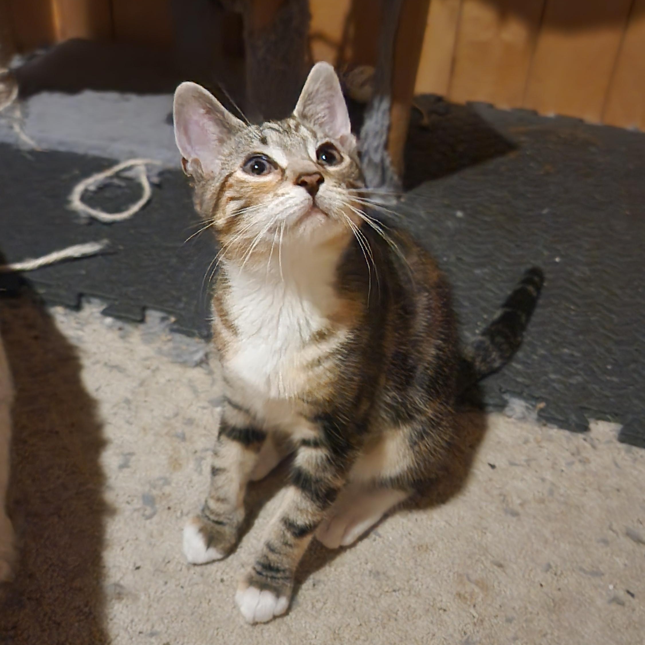Silver & Sapphire, a ADOPTABLE mixed breed in Schenectady, NY image 2/4