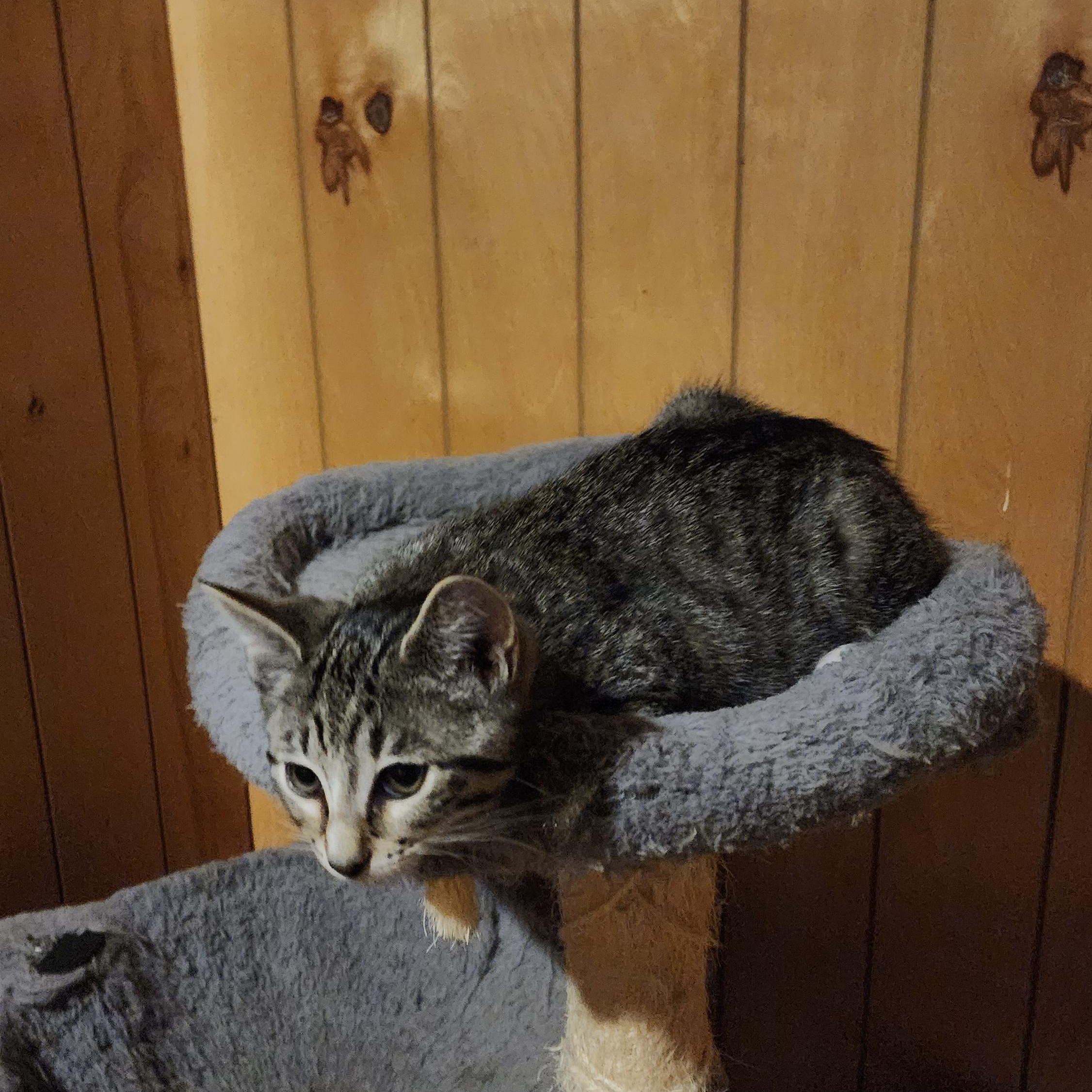 Silver & Sapphire, a ADOPTABLE mixed breed in Schenectady, NY image 4/4