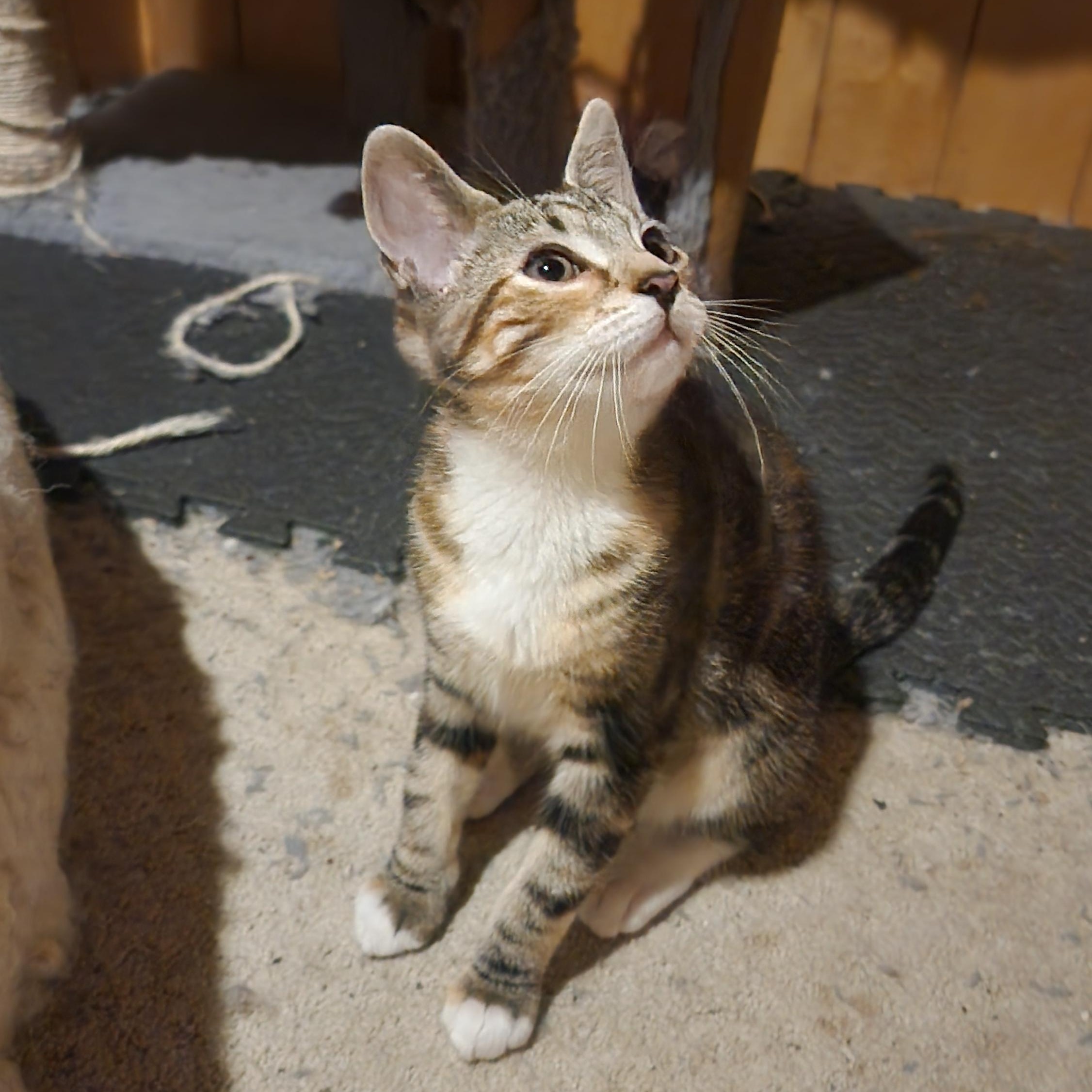 Silver & Sapphire, a ADOPTABLE mixed breed in Schenectady, NY image 3/4