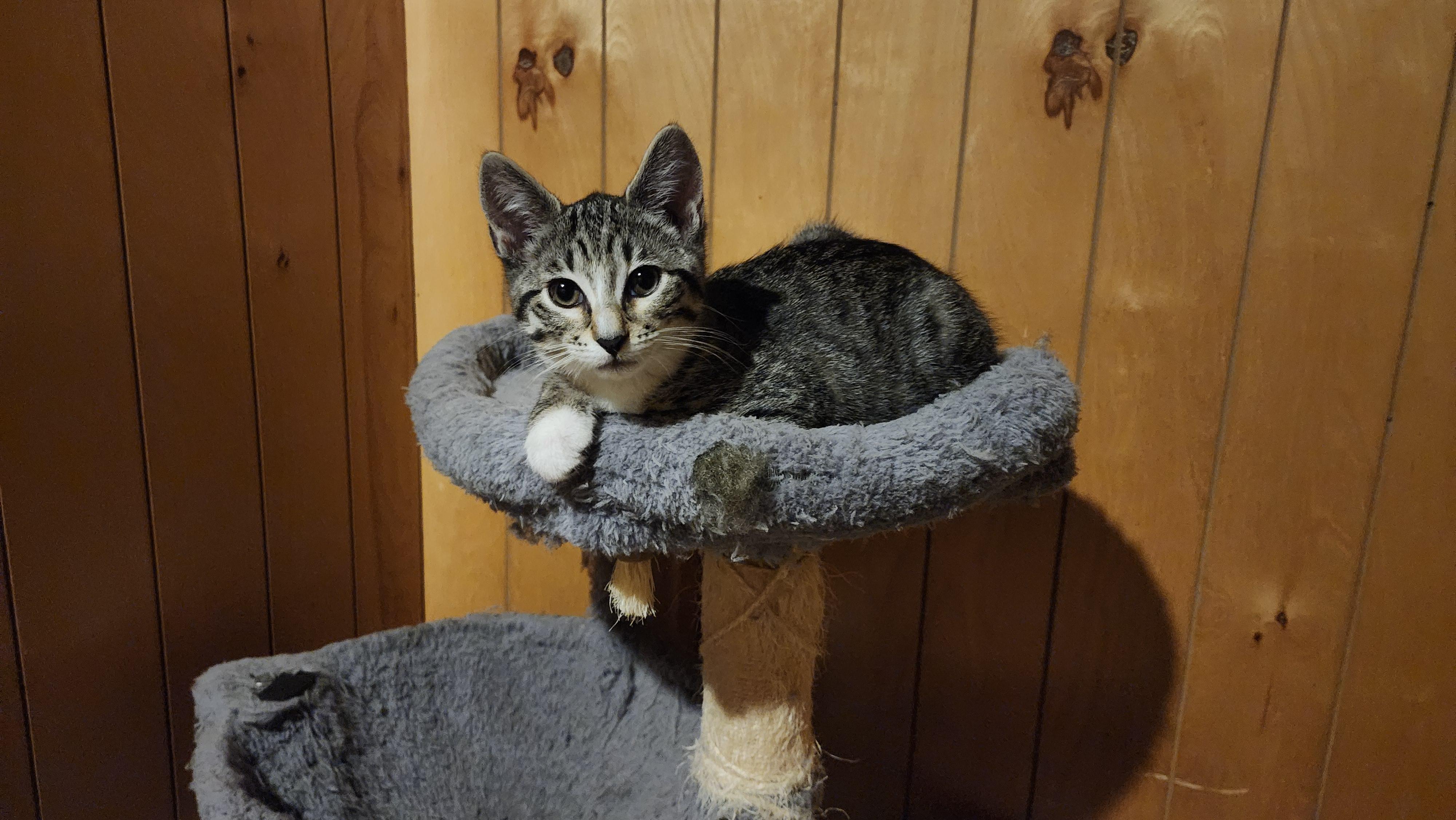 Silver & Sapphire, a ADOPTABLE mixed breed in Schenectady, NY image 1/4