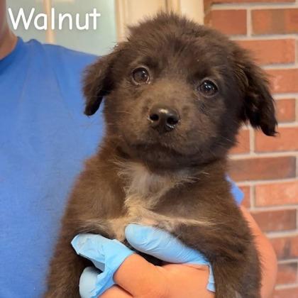 Walnut — thumbnail 2