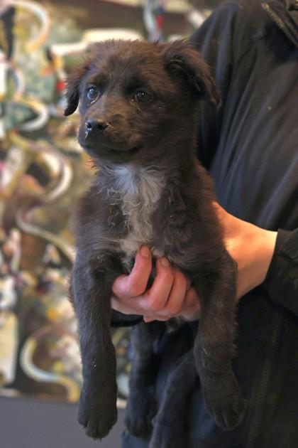 Walnut — thumbnail 3