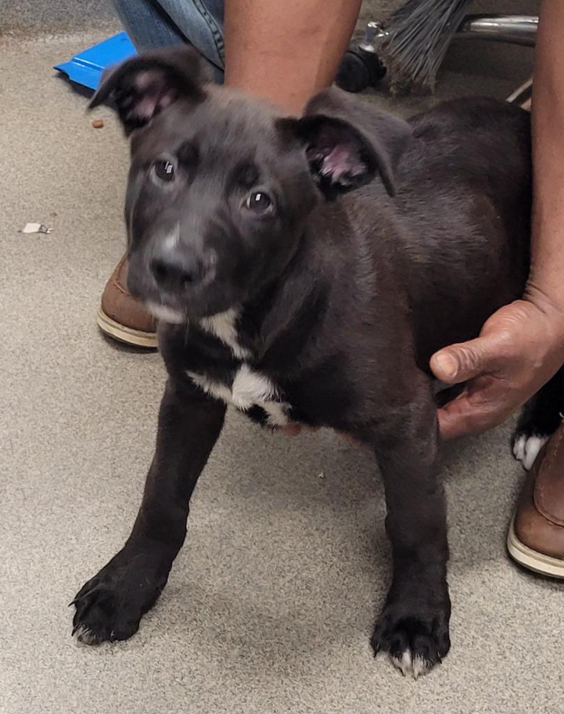 Anthony, Adoptable, Puppy Male Labrador Retriever.