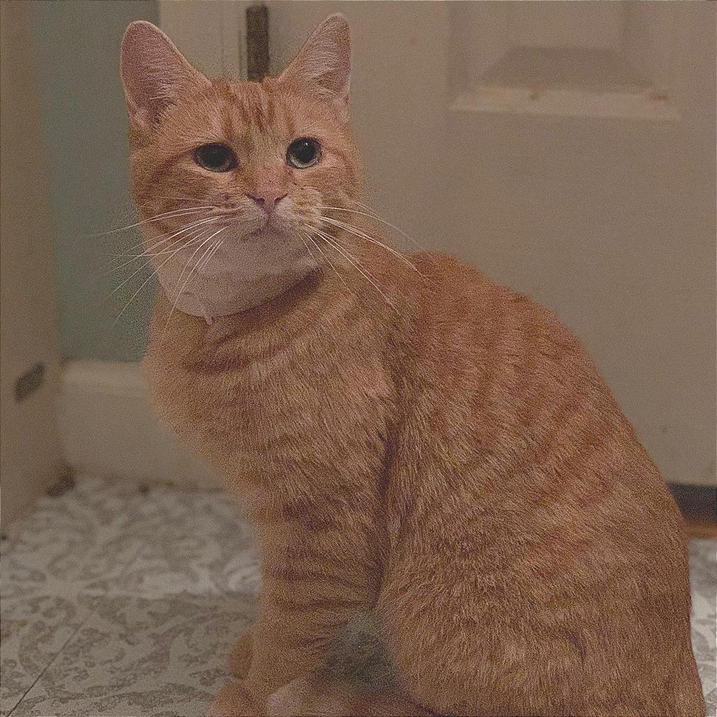 Enlarge Jane, a Adoptable Domestic Short Hair in Winchester, VA image 1/2