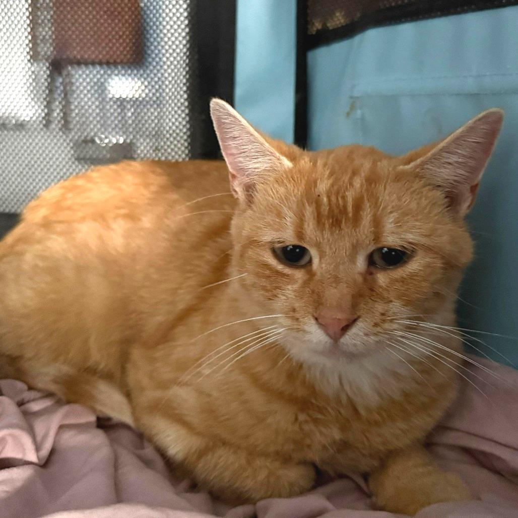 Enlarge Jane, a Adoptable Domestic Short Hair in Winchester, VA image 2/2