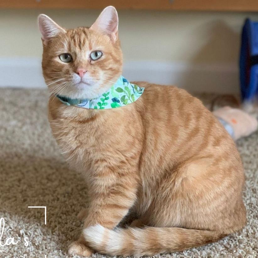 Enlarge Jane, a Adoptable Domestic Short Hair in Winchester, VA image 3/3