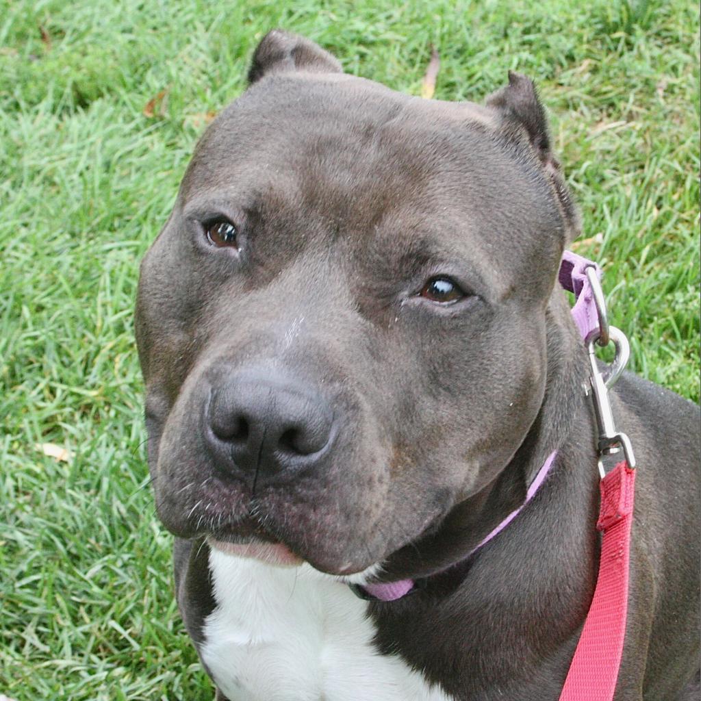Enlarge King, a Adoptable Mixed Breed in Allentown, PA image 1/4