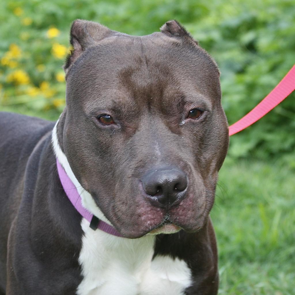 Enlarge King, a Adoptable Mixed Breed in Allentown, PA image 3/4