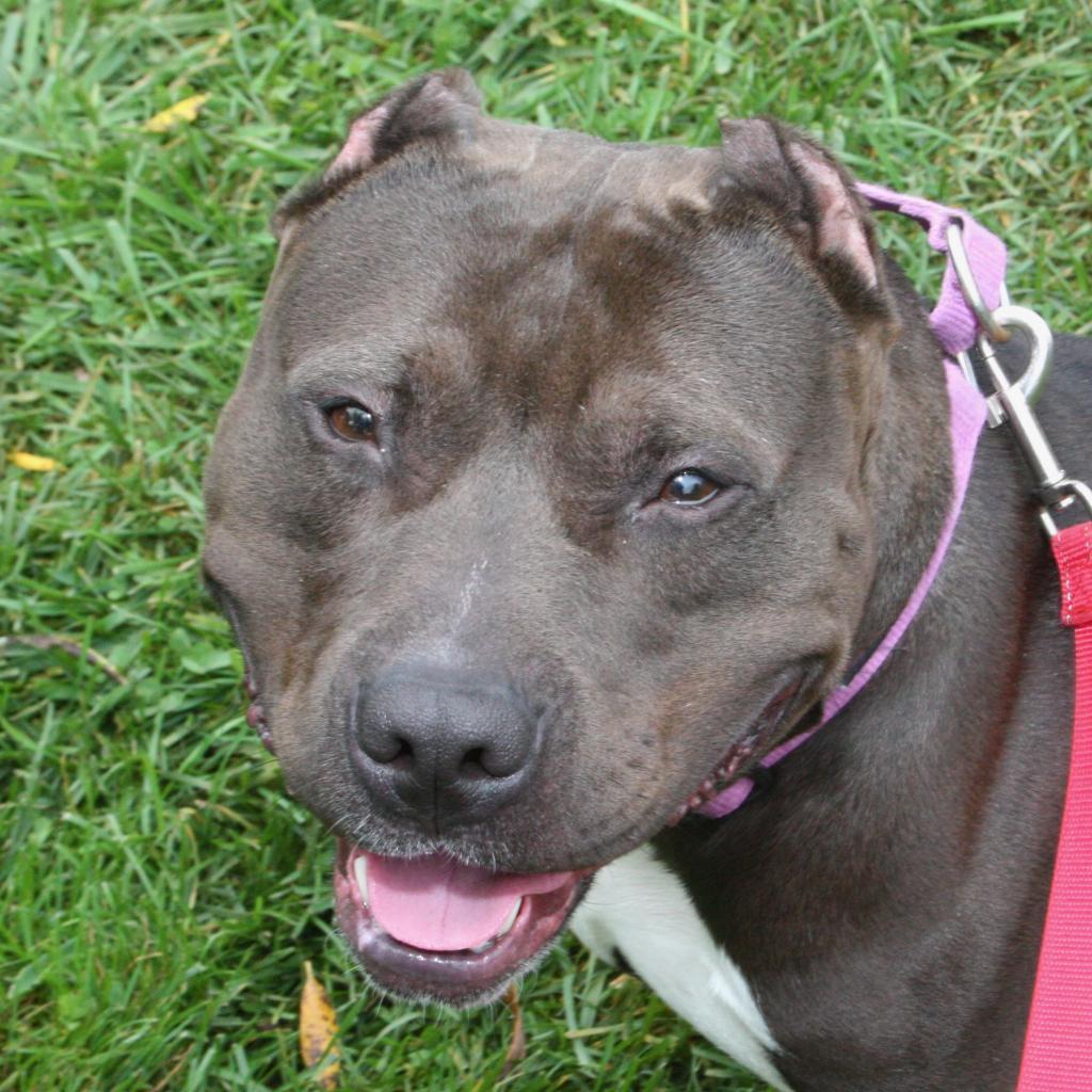 Enlarge King, a Adoptable Mixed Breed in Allentown, PA image 4/4