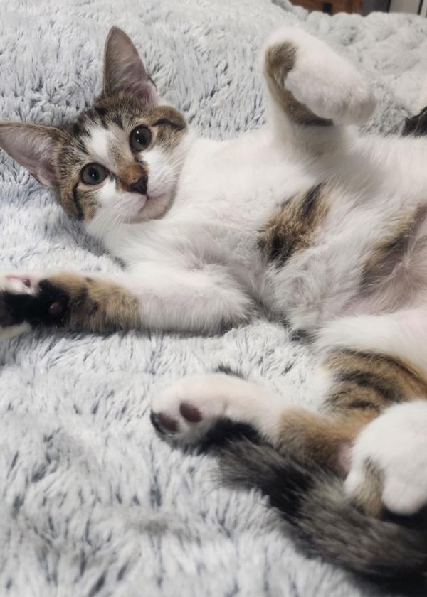 GIDGET, ADOPTABLE, Kitten Female Domestic Short Hair.