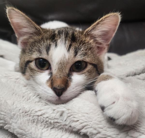 GIDGET, a ADOPTABLE Domestic Short Hair in Dane, WI image 2/5