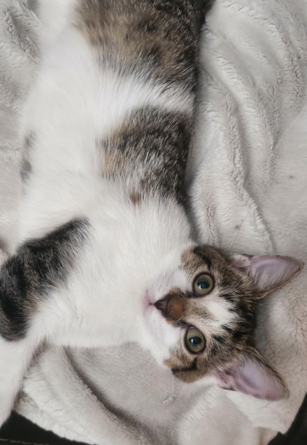 GIDGET, a ADOPTABLE Domestic Short Hair in Dane, WI image 3/5