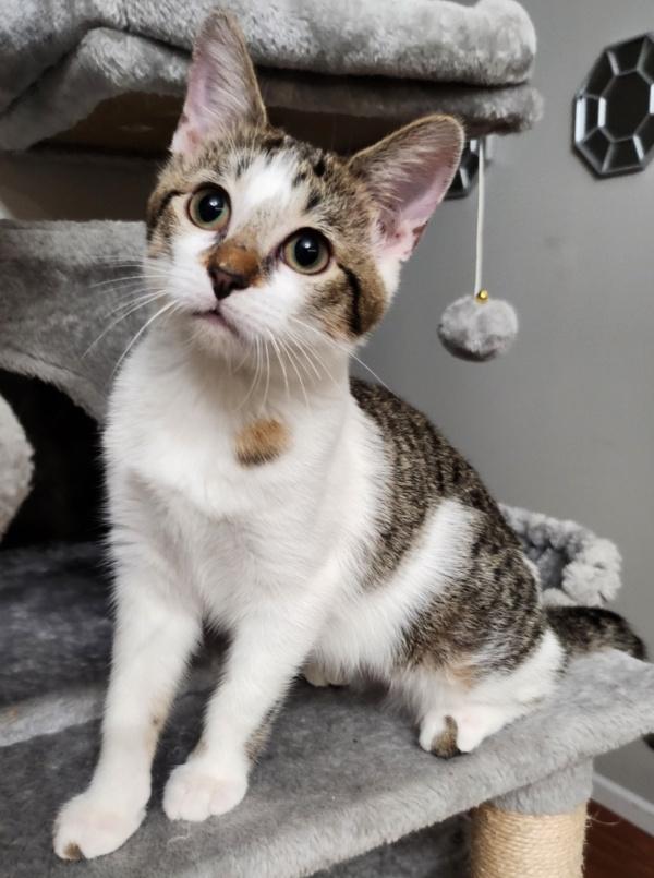 GIDGET, a ADOPTABLE Domestic Short Hair in Dane, WI image 4/5