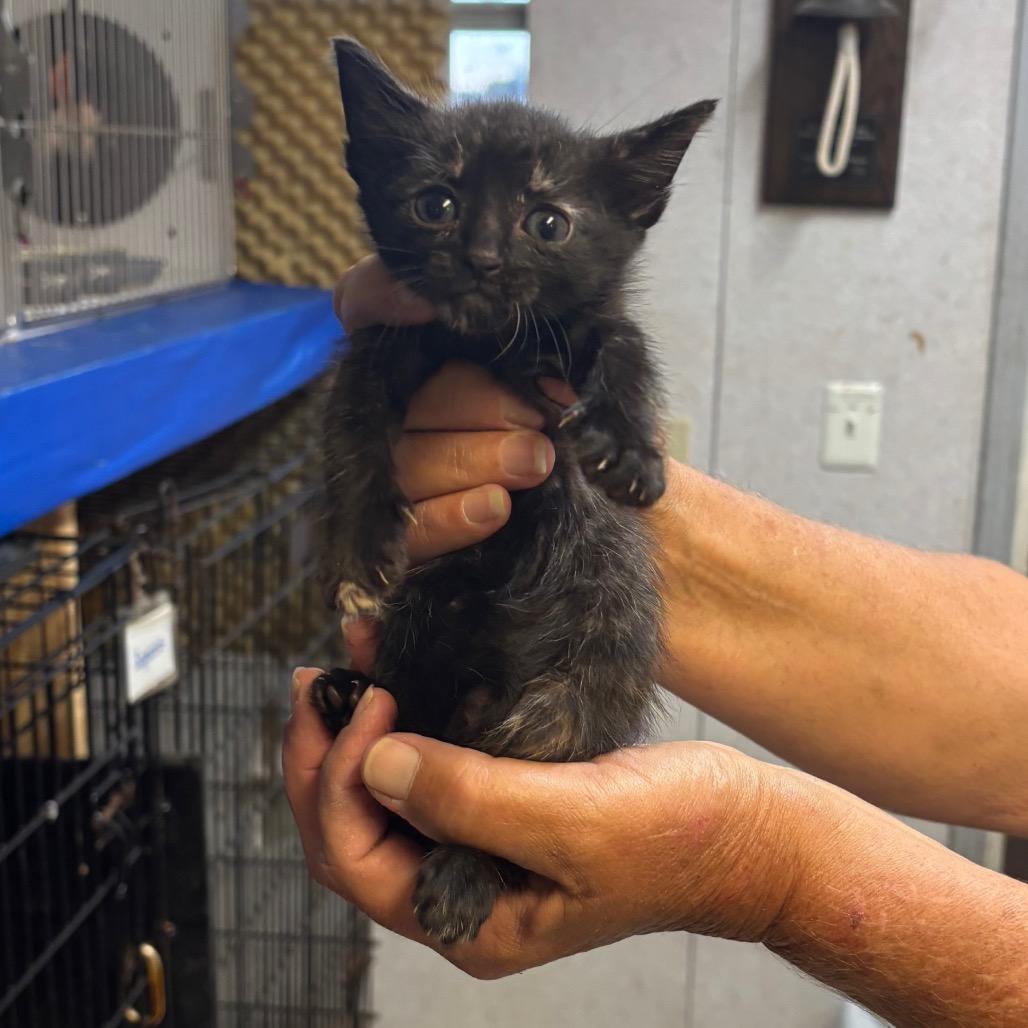 Derbie, Adoptable, Kitten Female Domestic Short Hair.