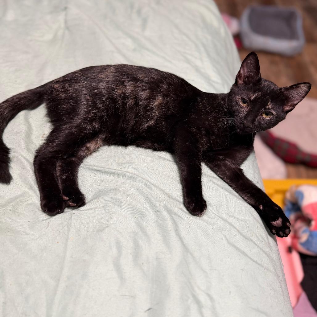 Enlarge Derbie, a Adoptable Domestic Short Hair in Hinesville, GA image 2/2