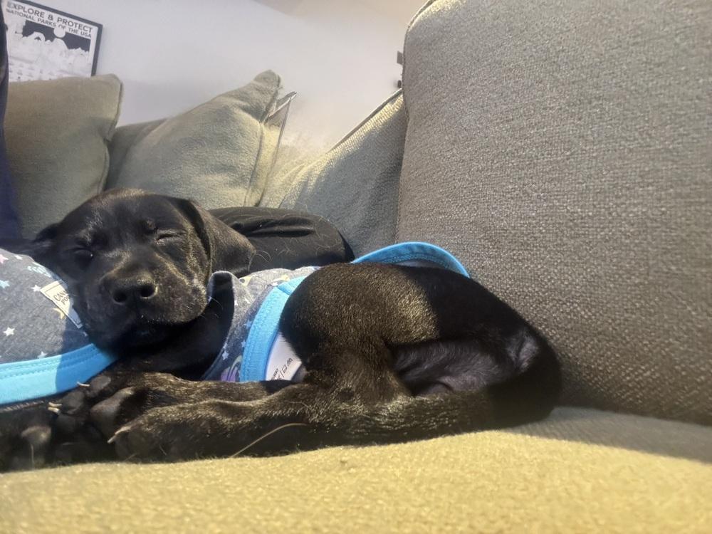 Beignet, Adoptable, Puppy Female Mixed Breed.